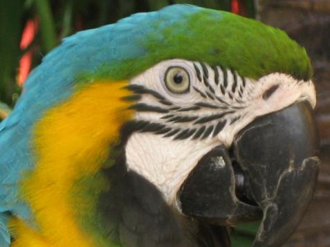 20060121100651   Yellow Toucan Head